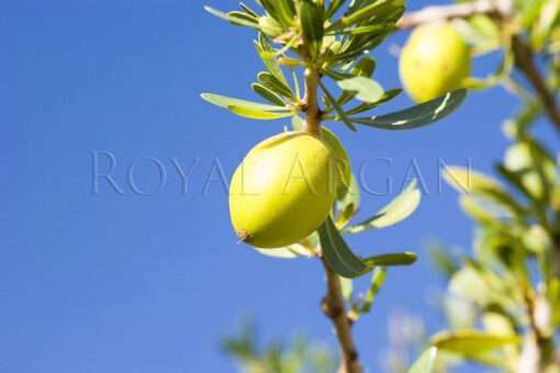 Amazing 100% Pure Organic Argan Oil for Hair, Skin & Body - Finest Moroccan Quality - Image 4