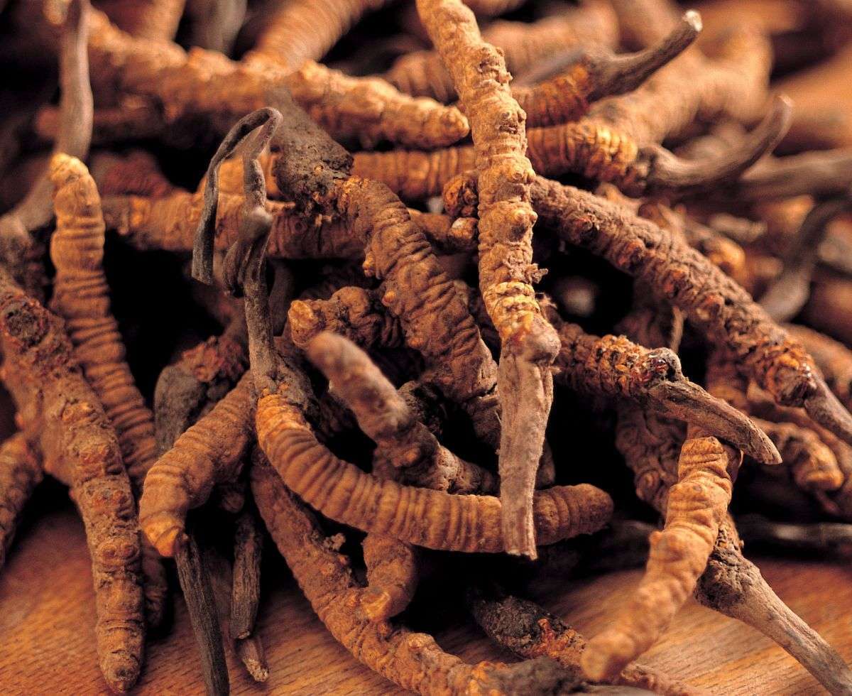 Organic Wild Cordyceps Sinensis Mushroom Supplement for Enhanced Immunity and Energy Levels (5g)