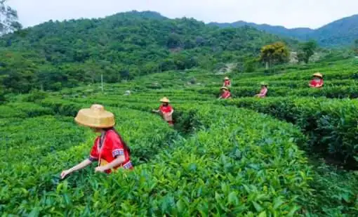 Indulge in the Rich Aroma: Tikuanyin Organic Green Tea, Anxi Tieguanyin Oolong Loose Leaf for a Healthy and Refreshing Brew - Image 2