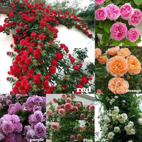 100Pcs Fragrant Climbing Rose Vine Climber: Create a Vibrant Bloom with Rosa Bush Butterfly Flower Seeds