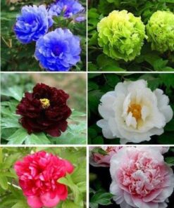 Enchanting Peony Seeds: Bring Breathtaking Beauty to Your Garden