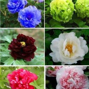 Enchanting Peony Seeds: Bring Breathtaking Beauty to Your Garden