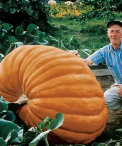 Atlantic Giant Pumpkin Seeds: Grow Enormous Pumpkins with 25 Finest Organic Seeds