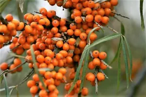 600 Organic Sea Buckthorn Seeds for Abundant Healthy, Hardy Pure Organic Berries