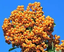 Organic Sea Buckthorn Seeds for Abundant Vitamin-C Rich Fruit Harvest
