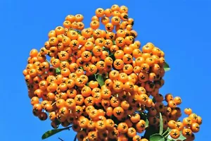 Organic Sea Buckthorn Seeds for Abundant Vitamin-C Rich Fruit Harvest