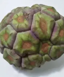 Organic Purple and Green Custard Apple Seeds: Annona Squamosa Kadsura Coccinea (25 Seeds)
