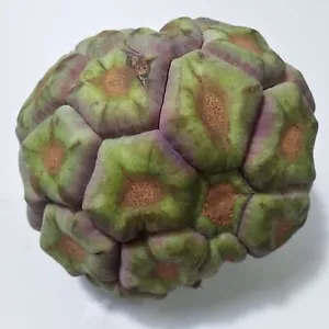 Organic Purple and Green Custard Apple Seeds: Annona Squamosa Kadsura Coccinea (25 Seeds)