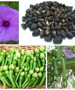Enrich Your Garden with Rare Clove Bean Seeds: Ipomoea Murica for Natural Charm