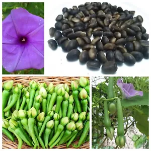 Enrich Your Garden with Rare Clove Bean Seeds: Ipomoea Murica for Natural Charm
