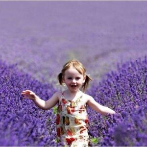 Lavender Dreams: 400 Purple Lavandula Seeds for Fragrant Gardens and Calming Aromas