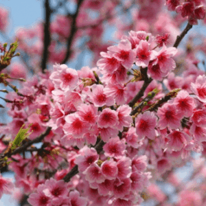 Unveiling Spring's Elegance: Pack of 10 Cherry Blossom Sakura Oriental Cherry Seeds
