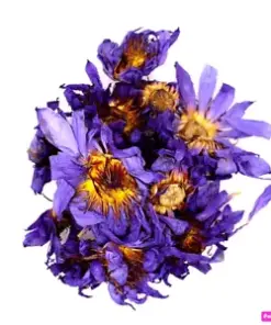 Mystical Organic Blue Lotus Flower: Experience Ancient Egyptian Spirituality and Aromatherapy