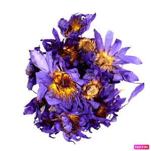 Mystical Organic Blue Lotus Flower: Experience Ancient Egyptian Spirituality and Aromatherapy