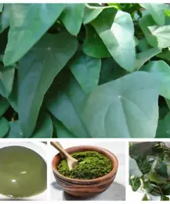 Kahipiththan Leaves - Dried Cyclea peltata Leaves - Traditional Herbal Medicine - 100g