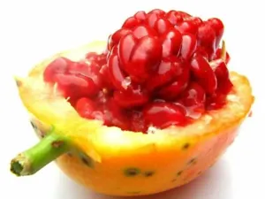 50 Red Sugar Passion Fruit Seeds Passiflora Caerulea Seed Passionfruit Organic
