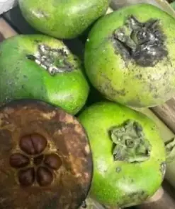 Grow Your Own Chocolate Pudding Fruit: 30 Organic Black Sapote Persimmon Seeds (Diospyros Digyna)