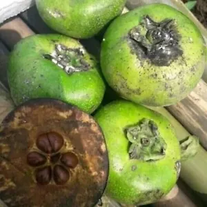 Grow Your Own Chocolate Pudding Fruit: 30 Organic Black Sapote Persimmon Seeds (Diospyros Digyna)