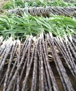 Organic Black Sugar Cane Seeds (150) for Sugarcane Planting and Cultivation