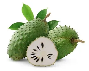 Organic Soursop Seeds: 30+ Guanabana Annona Muricata Graviola Ceylon Fruit Plant for Gardeners