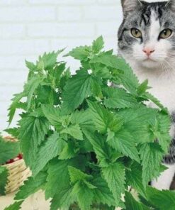 400 Premium Rare Catnip Seeds: Nepeta Cataria Catmint Cat Spearmint Plant Seed