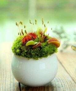 Cultivate Your Own Carnivorous Wonder: 100 Venus Flytrap Seeds for an Eclectic Bonsai
