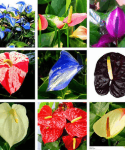 Enchanting Anthurium Seeds: 200 Vibrant Blooms for Your Tropical Garden