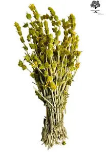 Organic Greek Mountain Tea Sideritis Scardica: Harvest June 2023 - 460g (16oz)