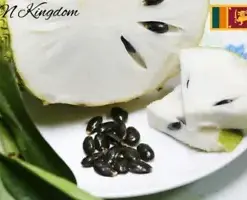 Organic Dried Soursop Fruit, Pure Annona Muricata Graviola from Ceylon, Enriching Health and Taste