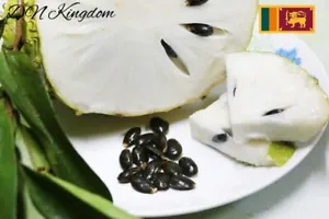 Organic Dried Soursop Fruit, Pure Annona Muricata Graviola from Ceylon, Enriching Health and Taste