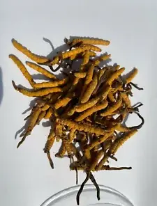 Wild Tibet Cordyceps Sinensis Dong Chong Xia Cao: Nature's Potent Enhancer for Lung Health