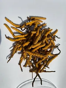 Wild Tibet Cordyceps Sinensis Dong Chong Xia Cao: Nature's Potent Enhancer for Lung Health