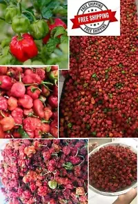 Dried Organic Red Scotch Bonnet Pods: Fiery Ceylon Specialty Chili for Culinary Exploits