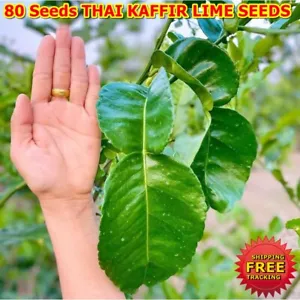 Fragrant Organic P4 Thai Kaffir Lime Seeds for Authentic Thai Cuisine (80 Seeds)
