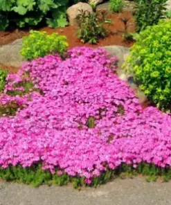 300 Pink Rock Cress Seeds: Creeping Thyme Seeds Thymus Serpyllum Organic Groundcover