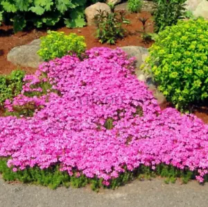 300 Pink Rock Cress Seeds: Creeping Thyme Seeds Thymus Serpyllum Organic Groundcover