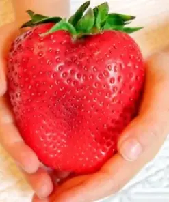Grow Bountiful Strawberries: 200 Giant Organic Fragaria Seeds for Sweet, Juicy Berries
