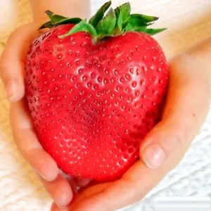 Grow Bountiful Strawberries: 200 Giant Organic Fragaria Seeds for Sweet, Juicy Berries
