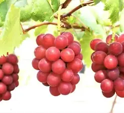 Vinifera Ruby Roman Grape Seeds (50): Organic Fruit Heirloom for Vibrant Health
