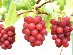 Vinifera Ruby Roman Grape Seeds (50): Organic Fruit Heirloom for Vibrant Health