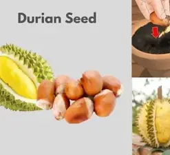 Exotic Durian Seeds: Grow Your Own Tropical Fruit Paradise at Home