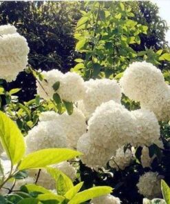 Floral Haven: 50 White Hydrangeas for a Landscape of Enchanting Blooms