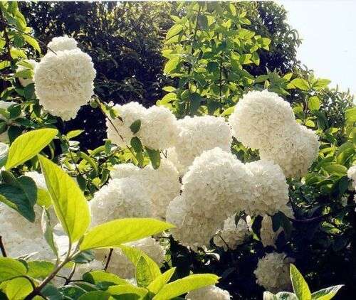 Floral Haven: 50 White Hydrangeas for a Landscape of Enchanting Blooms
