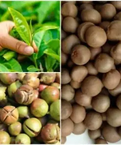 Camellia Sinensis: 20 Seeds of Organic Ceylon Tea Plant for a Refreshing Green Tea Experience