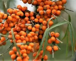 600 Organic Sea Buckthorn Seeds for Abundant Healthy, Hardy Pure Organic Berries