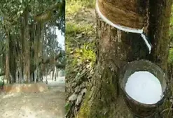 Enrich Your Health with Natural Banyan Tree Milk: The Ultimate Ayurvedic Remedy