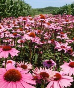 100 Echinacea Purple Coneflower Seeds: Vibrant Native Hardy Garden Blooms