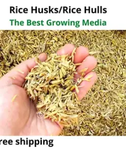 Organic Rice Husk Hulls Bulk: Essential Growing Media for Hydroponics and Soil