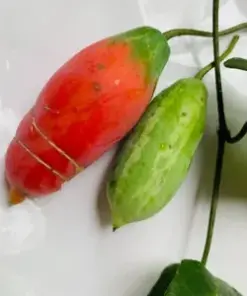 Tindora Seeds for Bountiful Harvest: Coccinia Grandis Vegetable Seeds for Organic Gardening