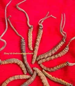 Wild Cordyceps Sinensis (Yarsha Gumba): Premium 2023 Harvest for Enhanced Vitality